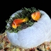 anemomonefish_maldivian_maa_nari_h_0164_mal3592.jpg